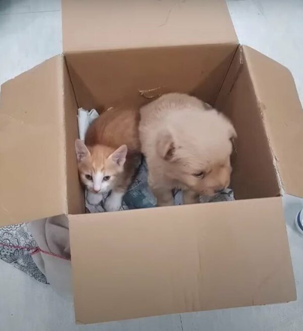 Adorable Duo Rescued from Abandonment Finds an Unbelievable New Beginning-1