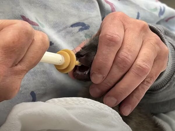 Adorable Zoo Discovery: 'Bat-Eared' Newborn Stuns Everyone with Identity Twist!-1