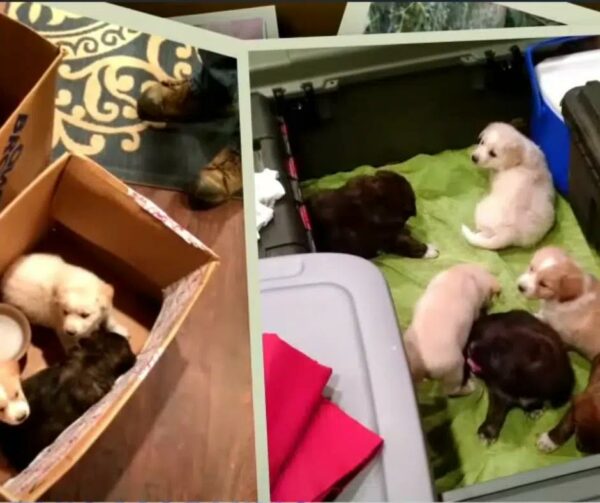 Bachelor Party's Unforeseen Twist: Stray Mama Dog and Her Pups Steal Hearts-1