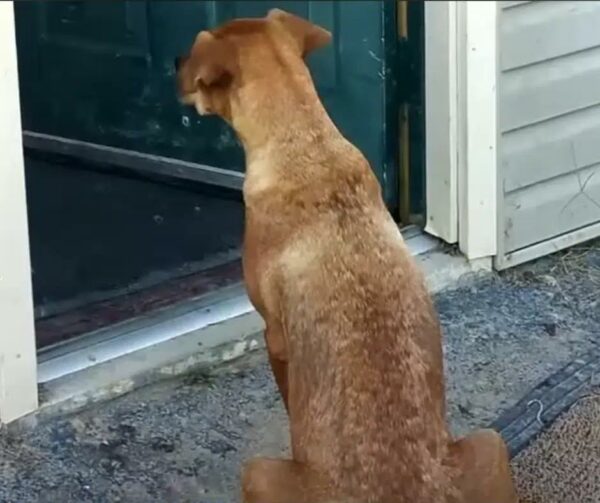 Bachelor Party's Unforeseen Twist: Stray Mama Dog and Her Pups Steal Hearts-1