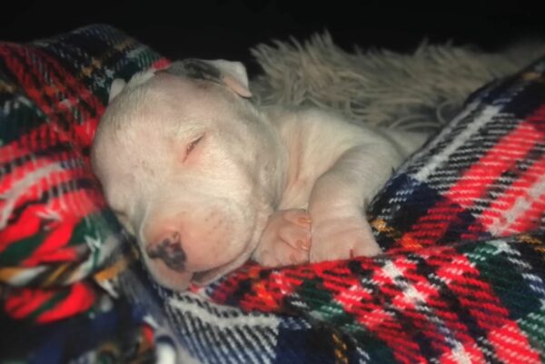 Blind Puppy Saved From Euthanasia Finds Joy In New Family-1