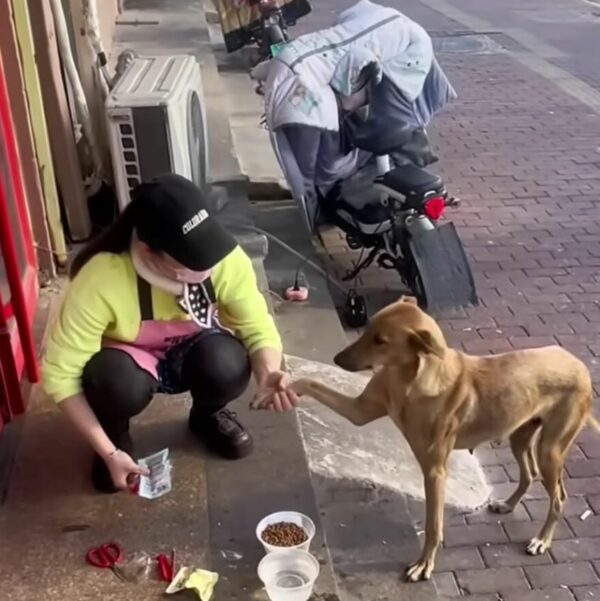 Desperate Plea from a Mother Dog Leads to Astonishing Discovery-1