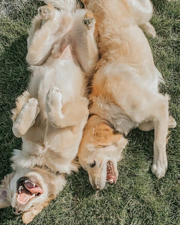 Discover the Hilarious Way This Awkward Dog Wins Over New Friends at the Park-1