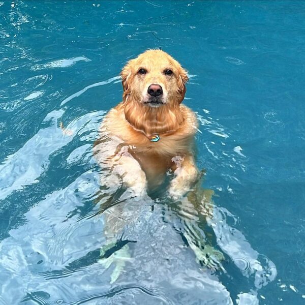 Discover the Hilarious Way This Awkward Dog Wins Over New Friends at the Park-1