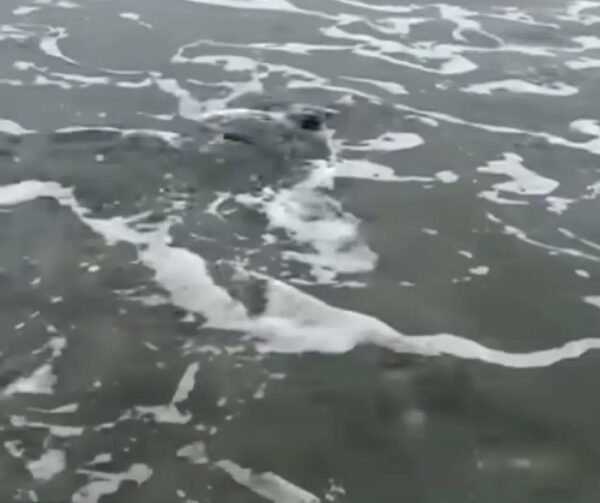 Dog's Heroic Act Saves Baby Dolphin: An Unforgettable Beach Rescue-1