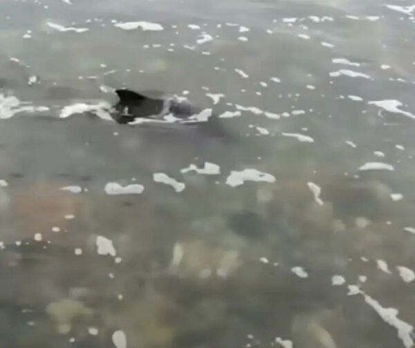 Dog's Heroic Act Saves Baby Dolphin: An Unforgettable Beach Rescue-1