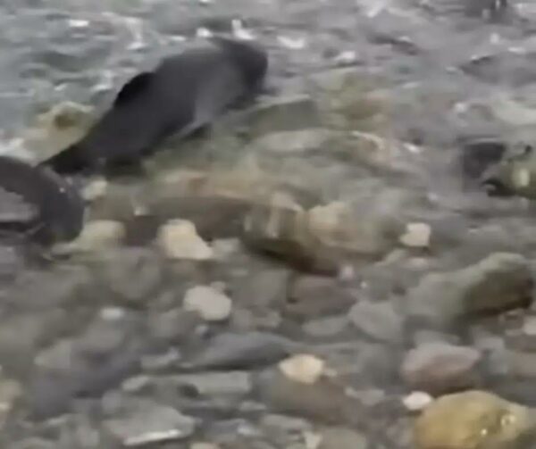 Dog's Heroic Act Saves Baby Dolphin: An Unforgettable Beach Rescue-1