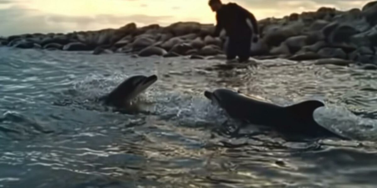 Dog's Heroic Act Saves Baby Dolphin: An Unforgettable Beach Rescue