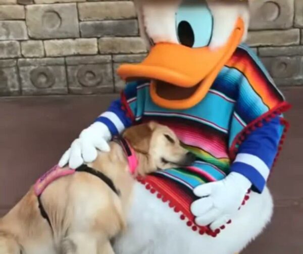 Dog's Magical Encounter with Disney Character Will Leave You Speechless!-1