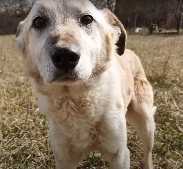 Dog's Unyielding Vigil: Abandoned and Still Waiting for His Owners-1