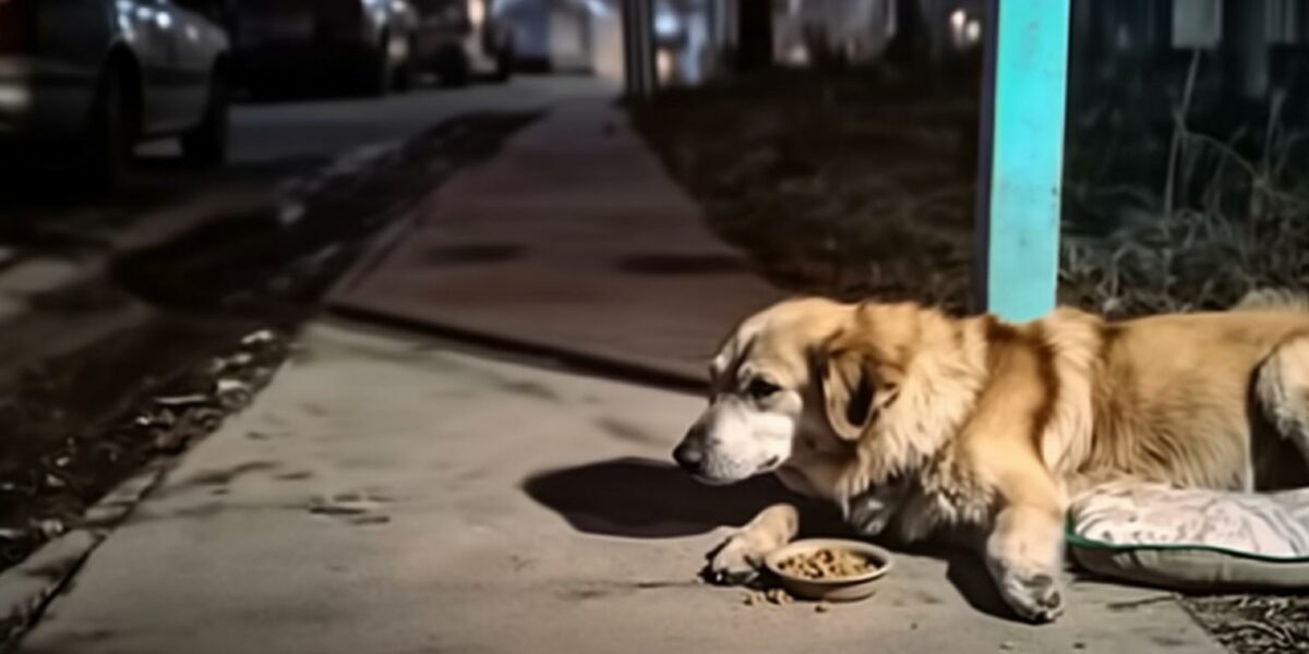 Dog's Unyielding Vigil: Abandoned and Still Waiting for His Owners