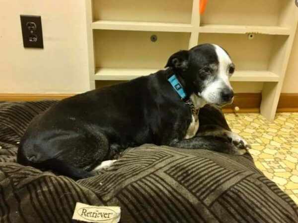 Family Abandons Senior Dog, But You Won't Believe What Happens Next-1