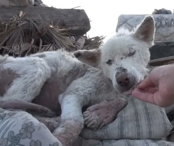 From Abandoned to Angel: How One Stray Dog Became a Lifesaver-1