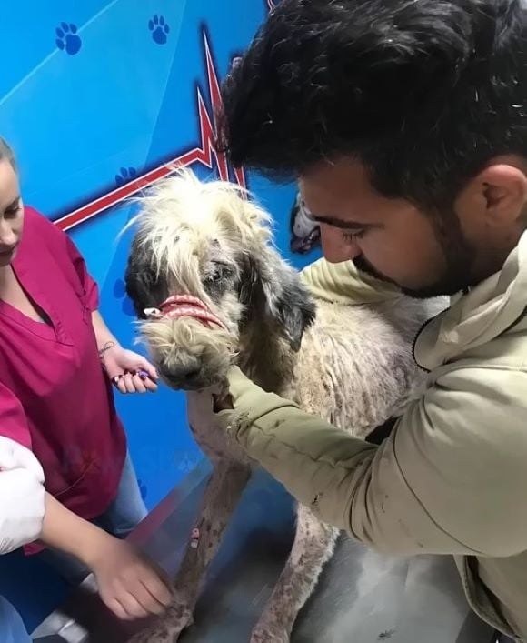 From Despair to Joy: The Tale of a Neglected Dog Rescued Near a Toxic Plant-1