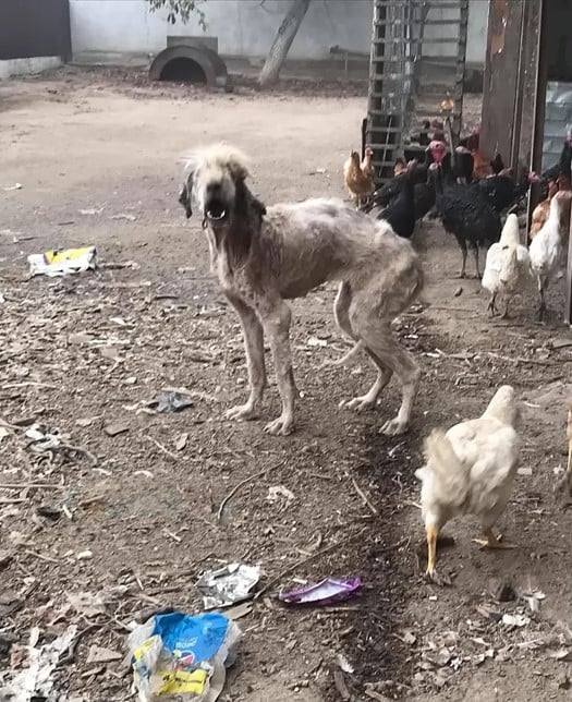 From Despair to Joy: The Tale of a Neglected Dog Rescued Near a Toxic Plant-1