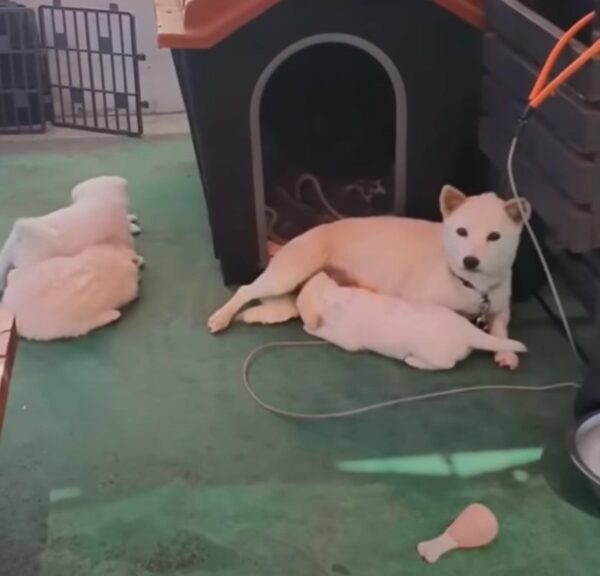 From Despair to Joy: You Won't Believe What Happened to This Abandoned Mama Dog and Her Puppies-1