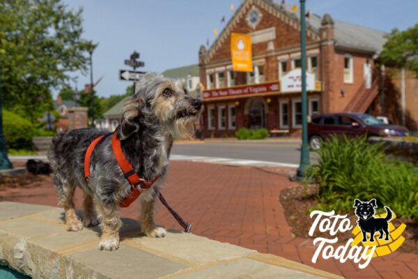 From Streets to Stage: The Incredible Journey of a Senior Dog's Stardom-1