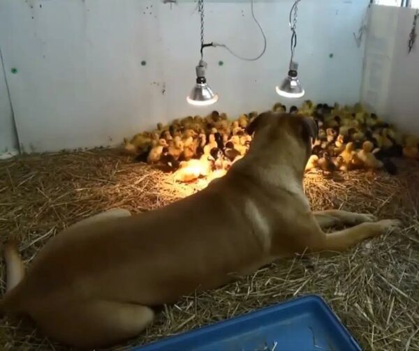 Giant Dog's Unbelievable Bond with Hundreds of Ducklings—You Won't Believe It!-1