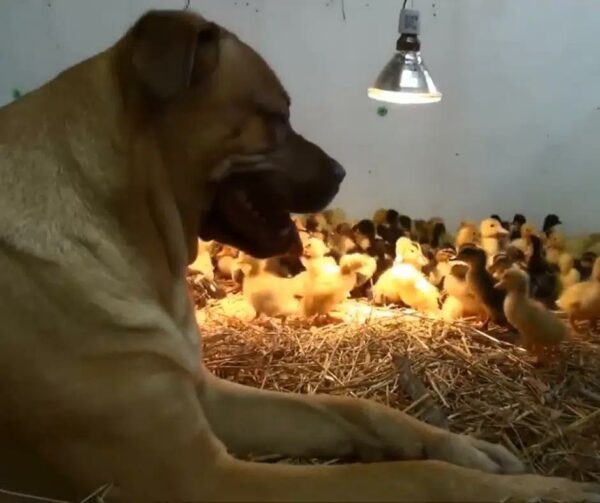 Giant Dog's Unbelievable Bond with Hundreds of Ducklings—You Won't Believe It!-1