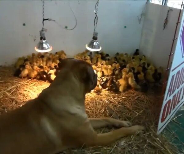 Giant Dog's Unbelievable Bond with Hundreds of Ducklings—You Won't Believe It!-1