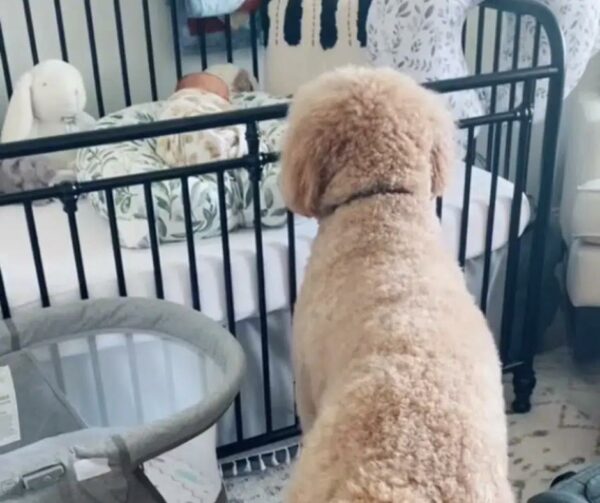 Goldendoodle’s Reaction to Meeting Newborn Brother Will Leave You Speechless-1