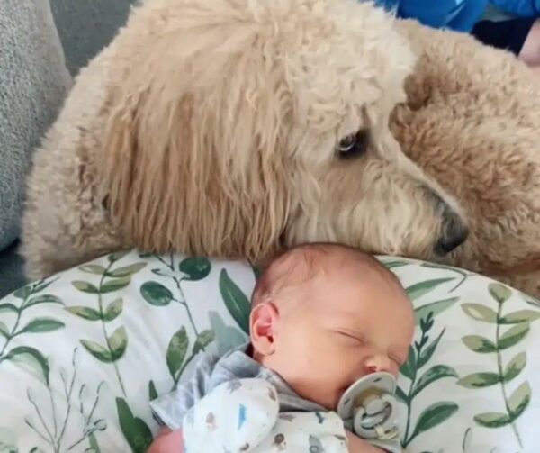 Goldendoodle’s Reaction to Meeting Newborn Brother Will Leave You Speechless-1