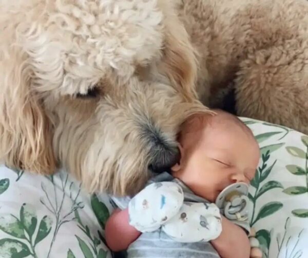 Goldendoodle’s Reaction to Meeting Newborn Brother Will Leave You Speechless-1