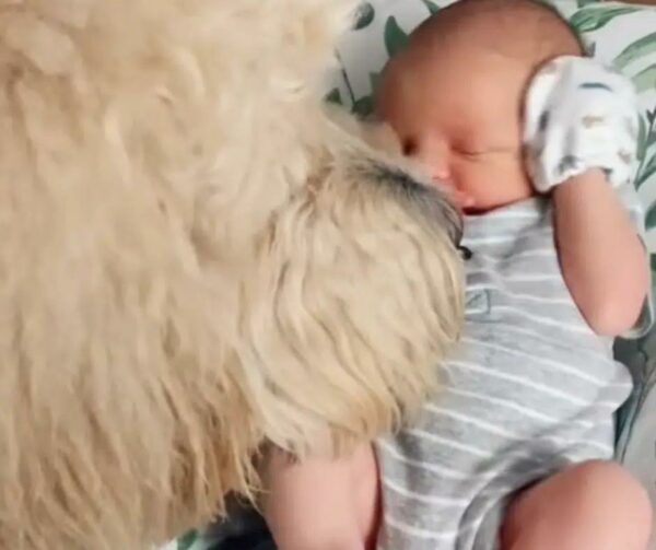 Goldendoodle’s Reaction to Meeting Newborn Brother Will Leave You Speechless-1