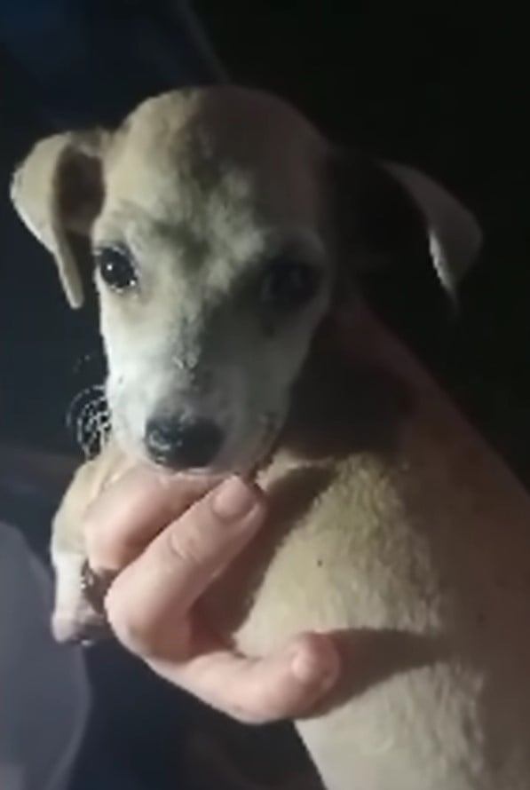 Heartbreaking Rescue: Abandoned Puppy with Swollen Paws Finds Hope Behind a Wall-1