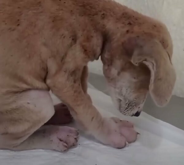 Heartbreaking Rescue: Abandoned Puppy with Swollen Paws Finds Hope Behind a Wall-1