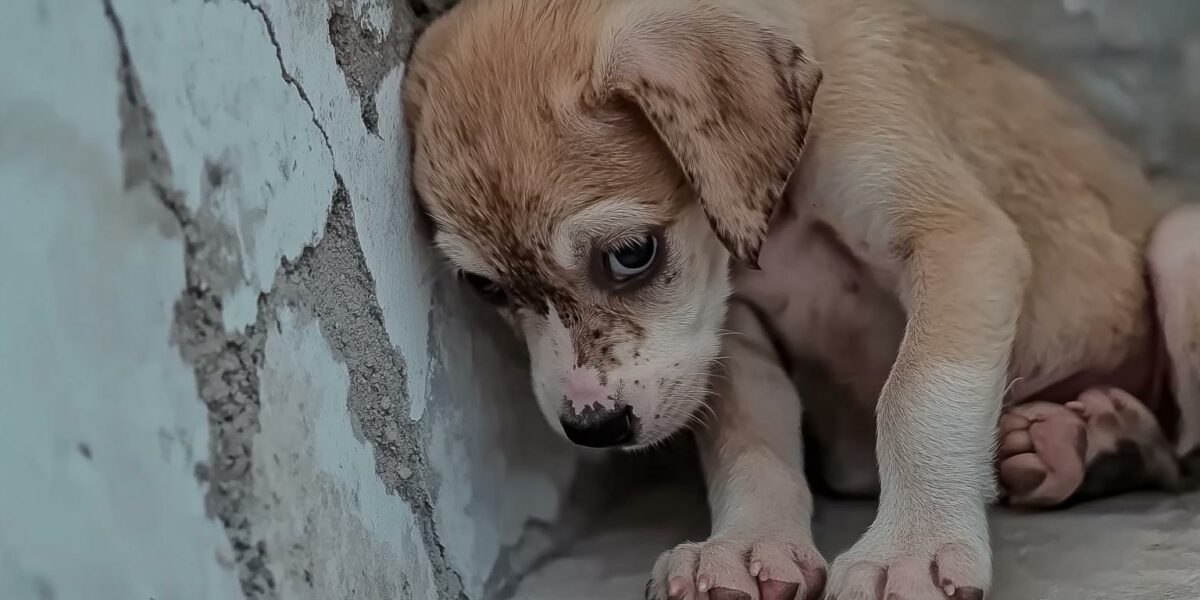 Heartbreaking Rescue: Abandoned Puppy with Swollen Paws Finds Hope Behind a Wall