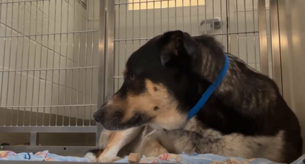 Heartbroken Pup Finds Hope After Devastating Return to Shelter-1