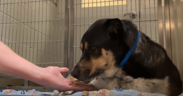 Heartbroken Pup Finds Hope After Devastating Return to Shelter-1