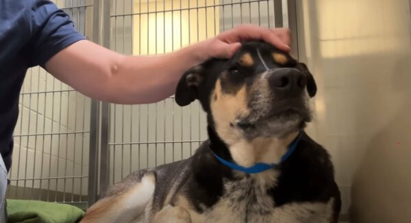 Heartbroken Pup Finds Hope After Devastating Return to Shelter-1