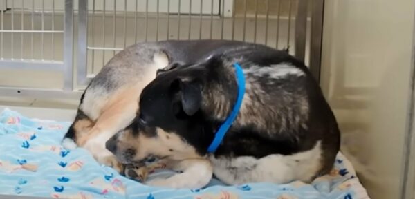 Heartbroken Pup Finds Hope After Devastating Return to Shelter-1