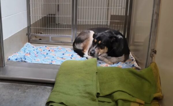 Heartbroken Pup Finds Hope After Devastating Return to Shelter-1