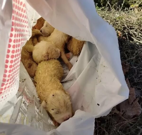 Hikers Stumble Upon Mysterious Bag in Forest and Uncover a Heartbreaking Surprise-1