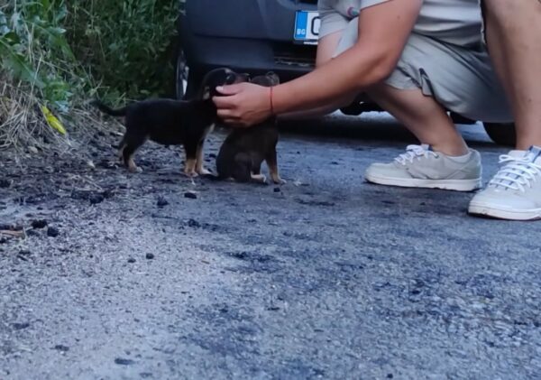 Innocent Puppies' Desperate Plea for Rescue on a Lonely Road Will Break Your Heart-1