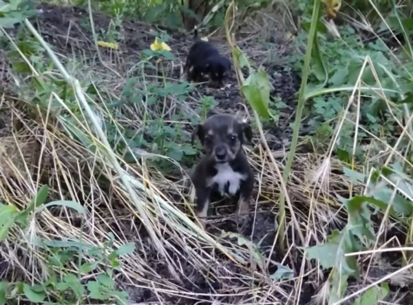 Innocent Puppies' Desperate Plea for Rescue on a Lonely Road Will Break Your Heart-1