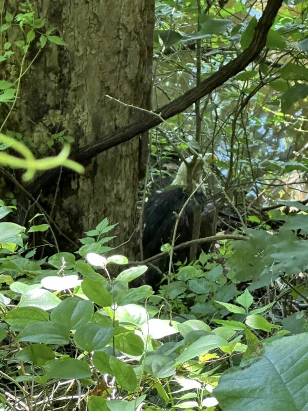 Kayaker's Heart Stops When He Sees Unexpected Creature Peering From Reeds-1