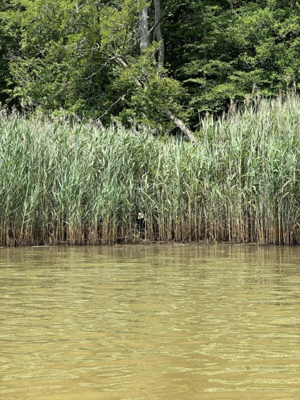 Kayaker's Heart Stops When He Sees Unexpected Creature Peering From Reeds-1