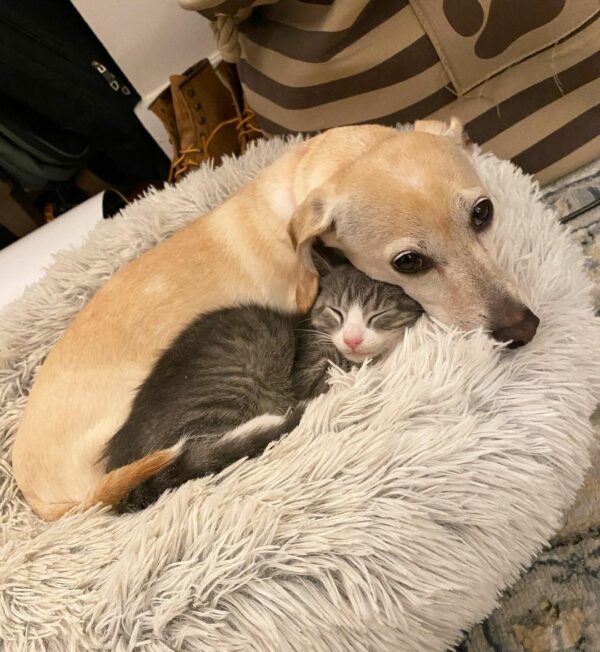 Meet the Tiny Pup Who Became an Unlikely Mother to Abandoned Kittens-1