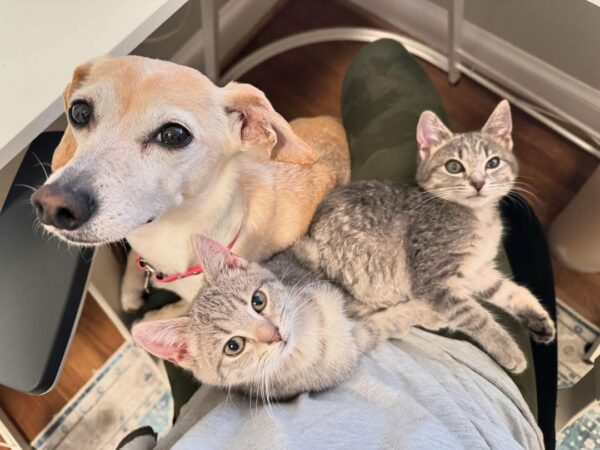 Meet the Tiny Pup Who Became an Unlikely Mother to Abandoned Kittens-1