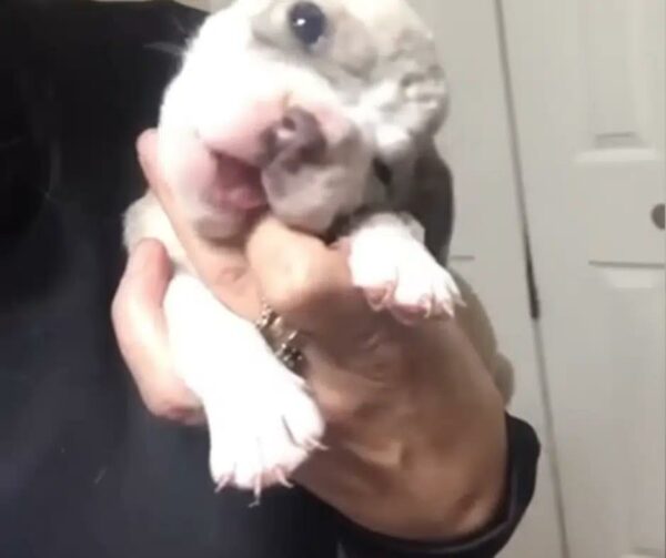 Meet the Tiny Puppy Who Will Steal Your Heart with Her Brave Struggles and Adorable Antics-1