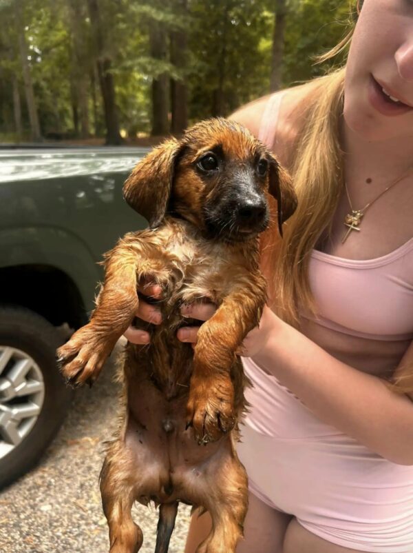 Park Visitors' Heart-Pounding Rescue of Helpless Puppies Will Restore Your Faith in Humanity-1