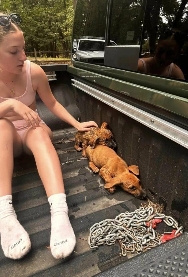 Park Visitors' Heart-Pounding Rescue of Helpless Puppies Will Restore Your Faith in Humanity-1