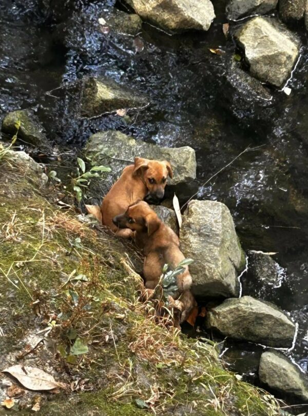 Park Visitors' Heart-Pounding Rescue of Helpless Puppies Will Restore Your Faith in Humanity-1