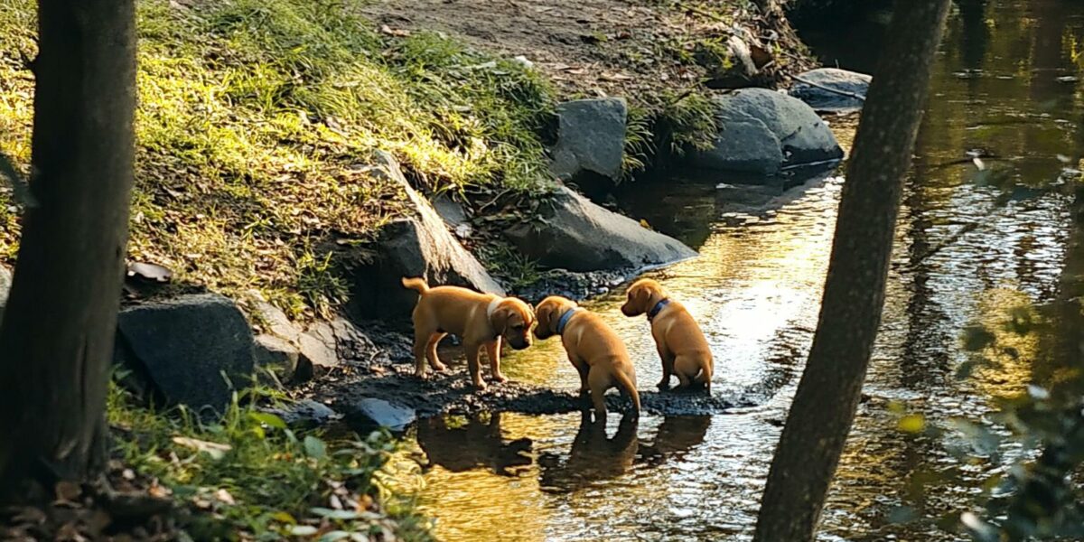 Park Visitors' Heart-Pounding Rescue of Helpless Puppies Will Restore Your Faith in Humanity