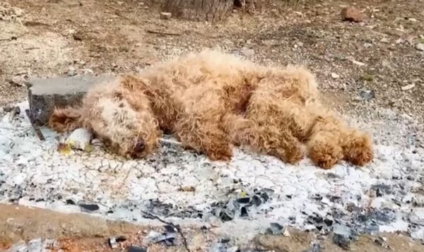 Puppy Found in Trash Overcomes Impossible Odds to Thrive-1