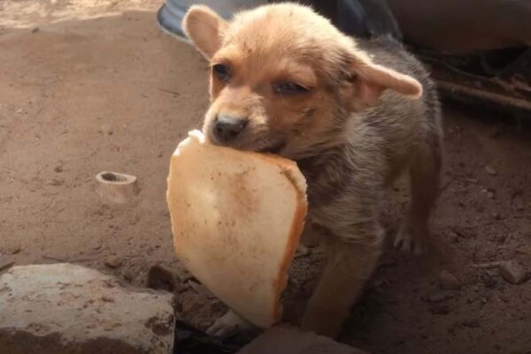 Puppy’s Heartbreaking Gesture to Rescuers Will Leave You in Tears-1